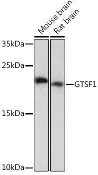 Anti-GTSF1
