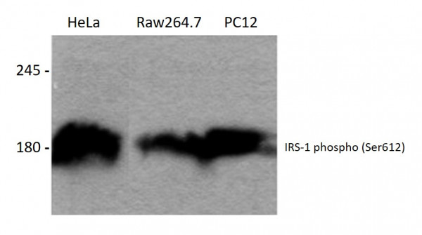 Anti-phospho-IRS-1 (Ser612)