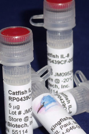 Interleukin-8 (IL-8) (CXCL8), catfish recombinant