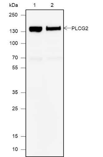 Anti-Recombinant PLCG2, clone A609