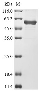 C-C motif chemokine 17 (CCL17), Biotinylated, dog, recombinant