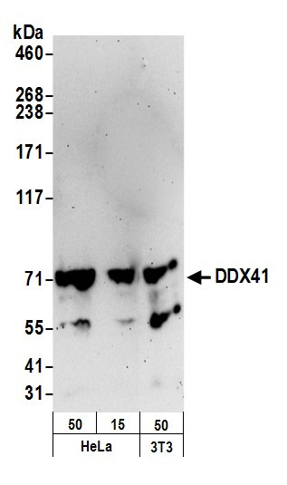Anti-DDX41