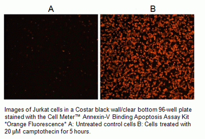 Cell Meter(TM) Annexin V Binding Apoptosis Assay Kit, Orange Fluorescence Optimized for Flow Cytomet