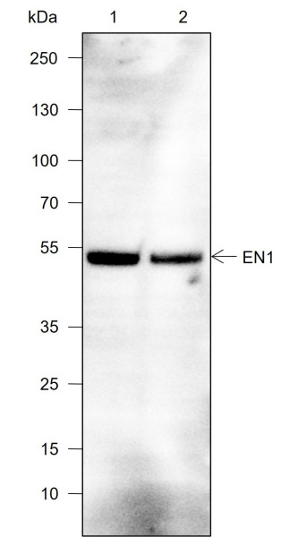 Anti-Recombinant EN1/Engrailed 1, clone A771