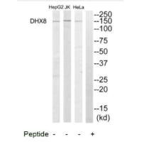 Anti-DHX8
