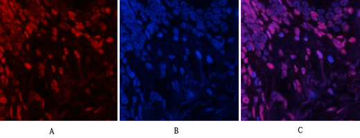 Anti-phospho-JNK1 + JNK2 + JNK3 (Tyr185)
