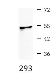 Anti-phospho-p53 (Ser46)