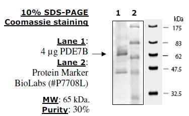 PDE7B, active rat recombinant protein, N-terminal GST tag