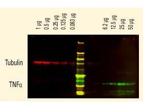Protein A, DyLight 800 conjugated