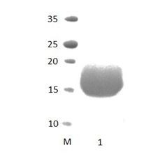 PDZRN4_2 PDZ Domain