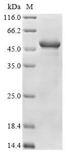 Alpha-glucosidase, partial, Apis mellifera, recombinant