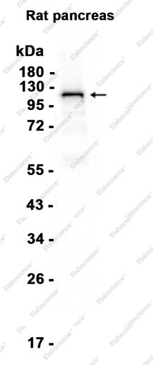 Anti-Recombinant SIRT1, clone C113115