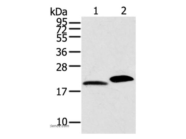 Anti-MYL2