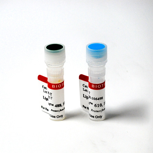 LipidSpot(TM) 488 Lipid Droplet Stain