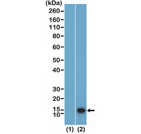 Anti-H4K12me1 / Monomethyl-Histone H4 Lysine 12, clone RM458