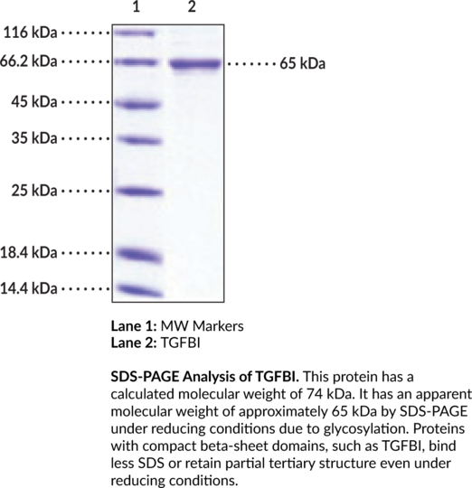 TGFBI (human, recombinant)