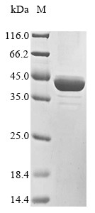 Dihydroorotate dehydrogenase (quinone), mitochondrial(Dhodh),Partial, rat, recombinant