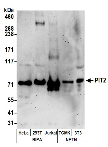 Anti-PIT2