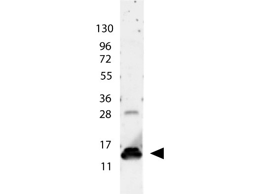 Anti-Interleukin-9 (IL-9)