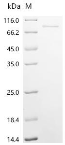 Inhibin beta C chain (Inhbc), recombinant rat