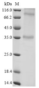 Adenosine receptor A1 (ADORA1), human, recombinant