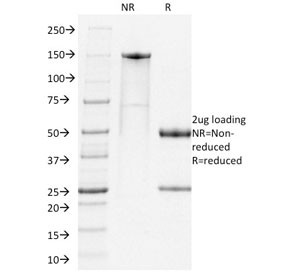 Anti-PDCD1 / PD-1 / PD1, clone RMP1-14