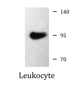 Anti-Integrin beta 3 (N-term), clone 3C12-G2-E4-H9