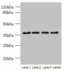 Anti-C8orf48
