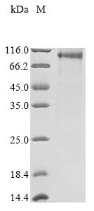 Short transient receptor potential channel 1 (Trpc1), mouse, recombinant