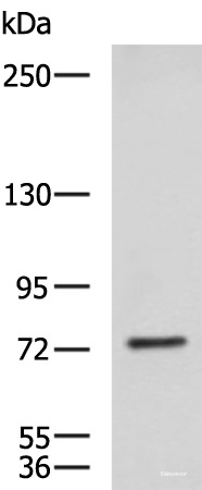 Anti-KIF2A