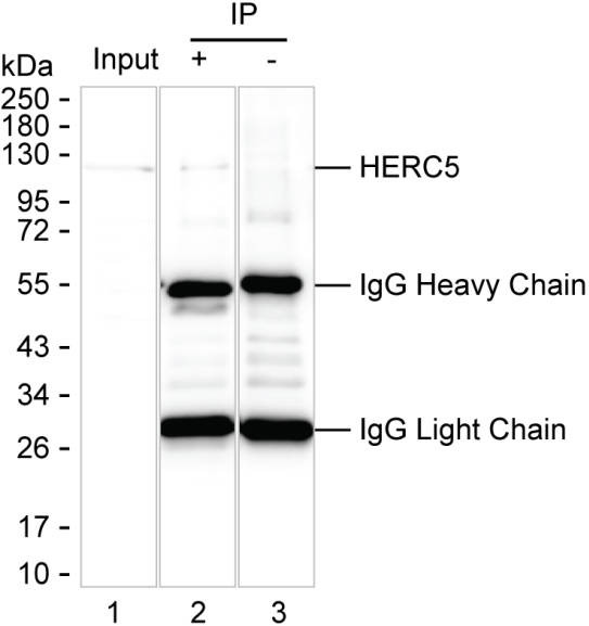 Anti-HERC5 Magnetic Beads