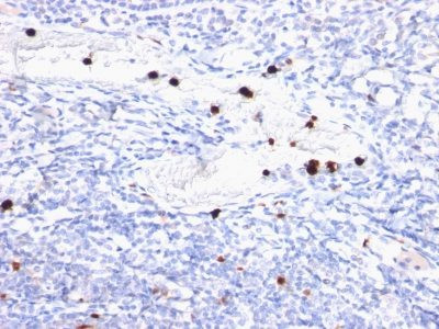 Anti-Granulocyte Marker(BM-2), CF405S conjugate, 0.1mg/mL