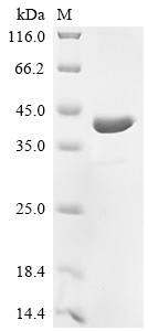 Synapsin-2 (Syn2), partial, rat, recombinant