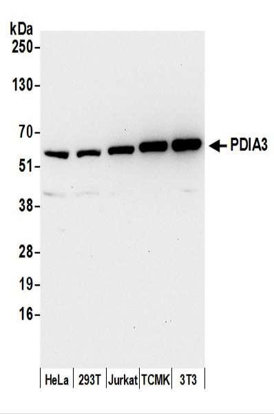 Anti-PDIA3/ERp57