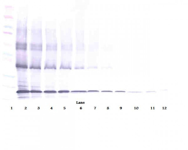 Anti-CD253 / TRAIL (Biotin)
