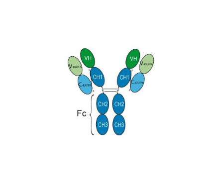 Nivolumab (Anti-PD-1 Antibody)