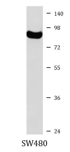 Anti-CD172a / SIRP alpha