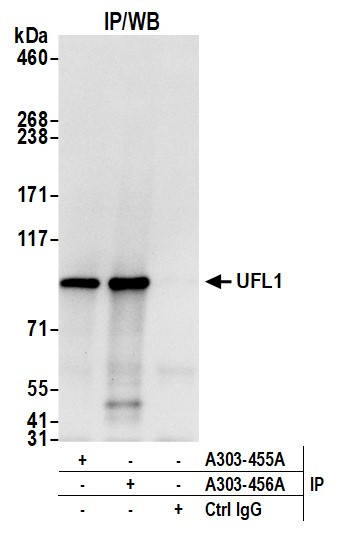 Anti-UFL1