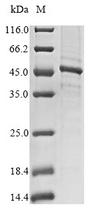 Matrix metalloproteinase-20 (MMP20), human, recombinant