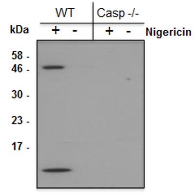Anti-Caspase-1 (p10) (mouse), mAb (Casper-2), Biotin conjugated