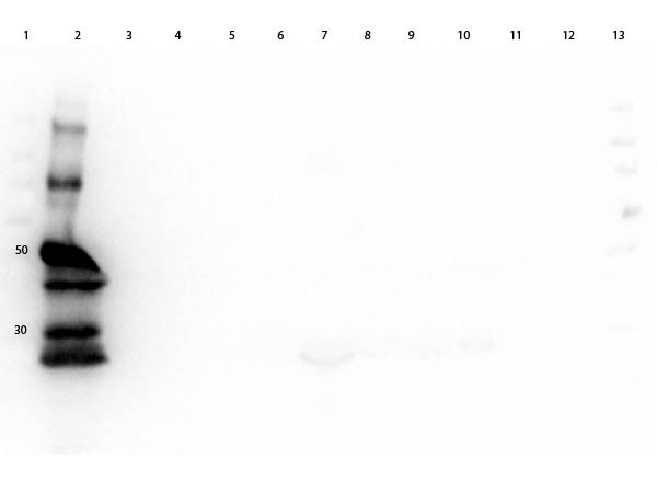 Anti-Guinea Pig IgG (H&amp;L) [Goat] (Min X Bv Ch Gt Ham Hs Hu Ms Rb Rt &amp; Sh serum proteins)Peroxidase c