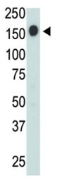 Anti-CD45