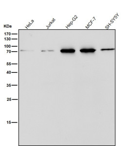 Anti-PDIA4 / Protein disulfide-isomerase A4 / ERp72, clone 32P79