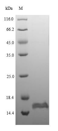 Thiosulfate sulfurtransferase GlpE (glpE), Escherichia coli, recombinant