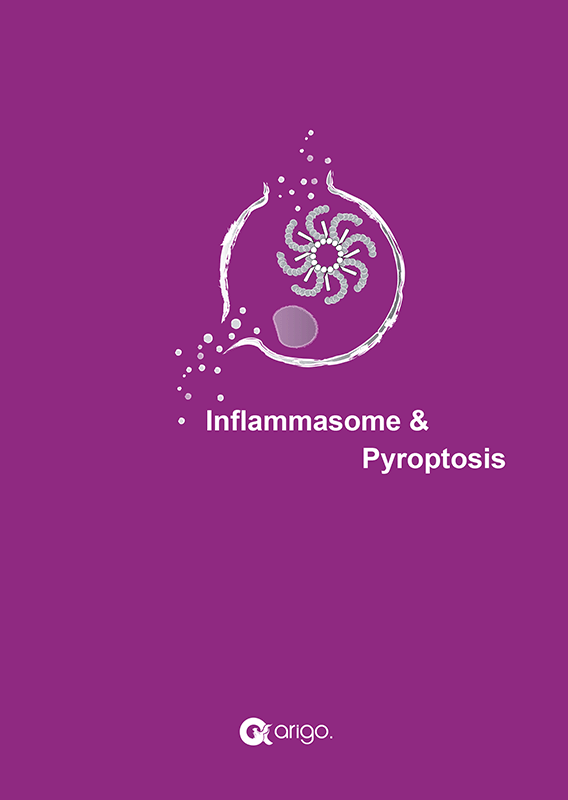 Inflammasome & Pyroptosis Antibody Panels