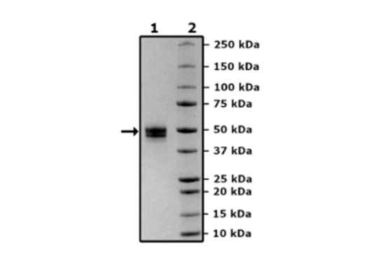 CD14, Avi-His-Tag, Biotin-Label Recombinant