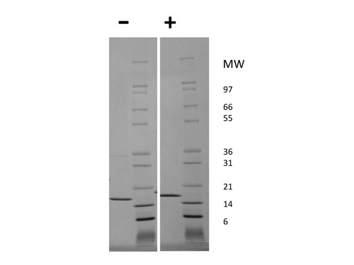 Tumor Necrosis Factor alpha (AF)