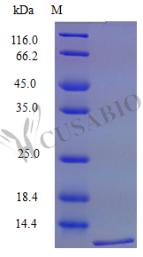 C-X-C motif chemokine 16 protein (Cxcl16), partial (Active), mouse, recombinant