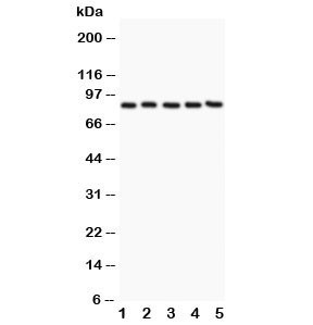 Anti-CD31