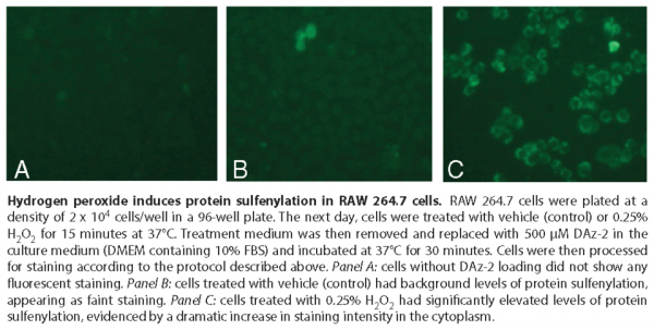 Sulfenylated Protein Cell-Based Detection Kit